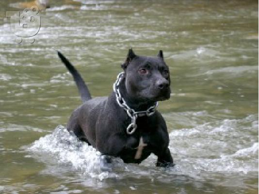 PIT BULL